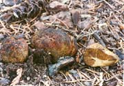 Rhizopogon ochraceorubens